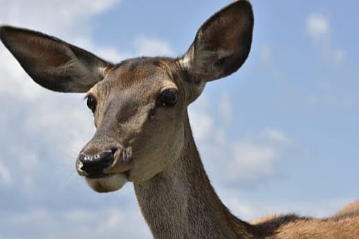 Mănăstirea Piatra Tăieturii – apus cu Panoramic Bus-1