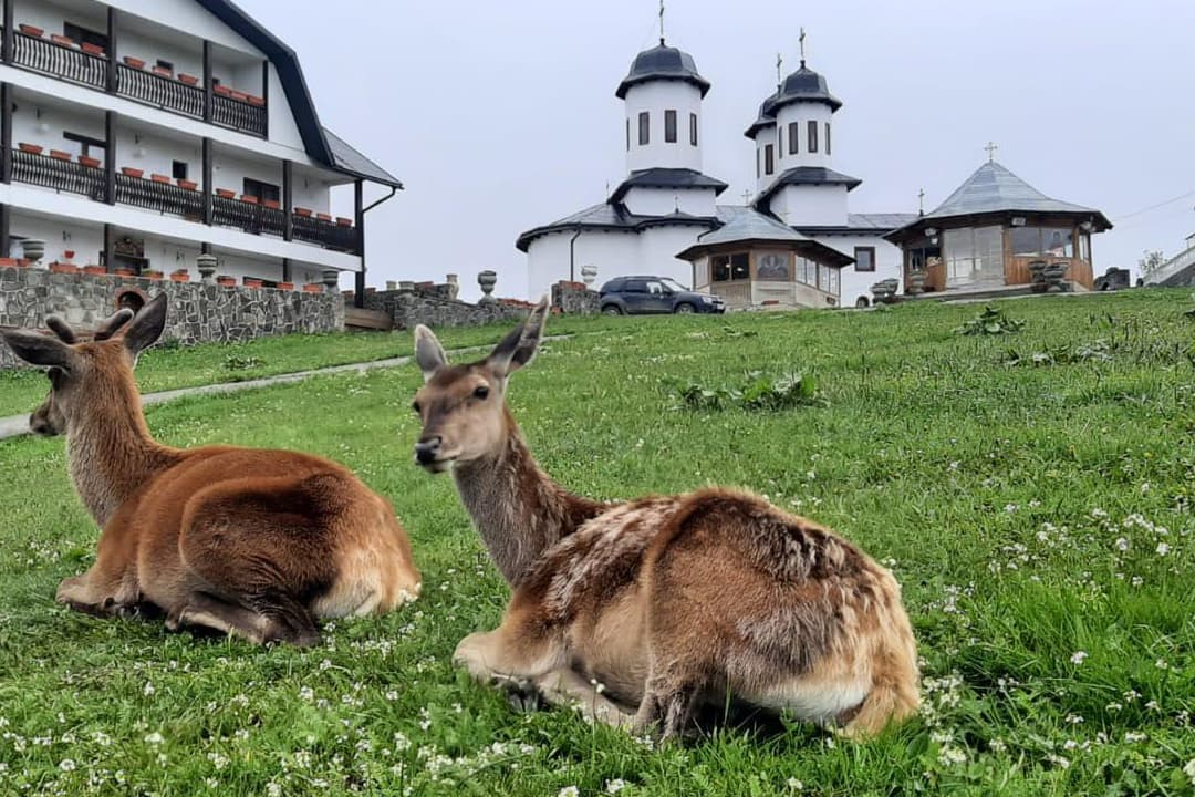 Mănăstirea Piatra Tăieturii – apus cu Panoramic Bus-6