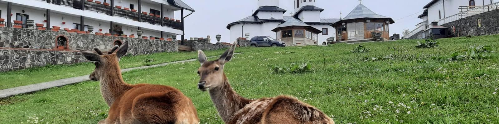 Mănăstirea Piatra Tăieturii – apus cu Panoramic Bus